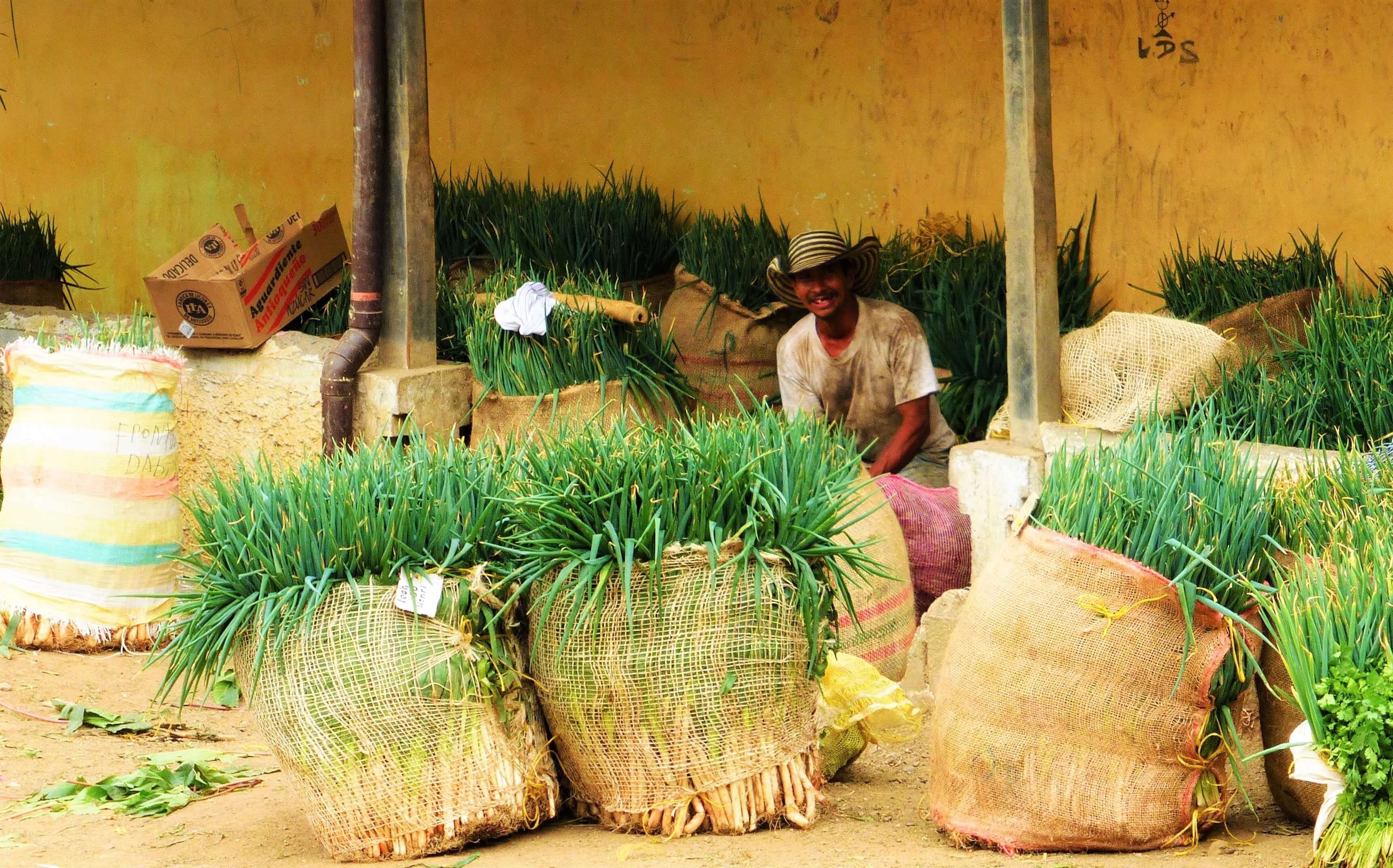 Campesino y cebollas en manglar